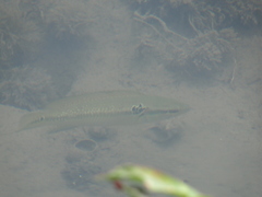 Crenicichla lepidota