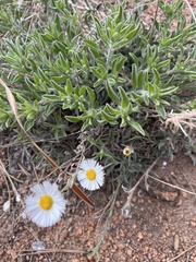 Erigeron tracyi