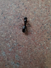 Camponotus herculeanus