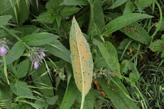 Pucciniastrum symphyti