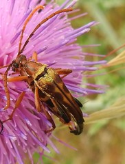 Strangalia virilis