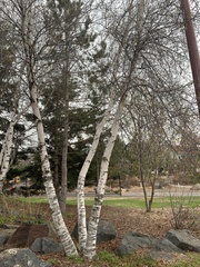 Betula