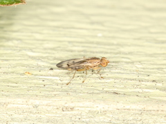 Opomyzidae