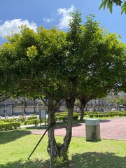 Ficus microcarpa
