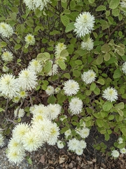 Fothergilla gardenii