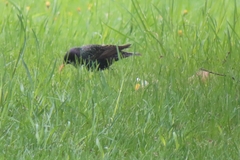 Sturnus vulgaris
