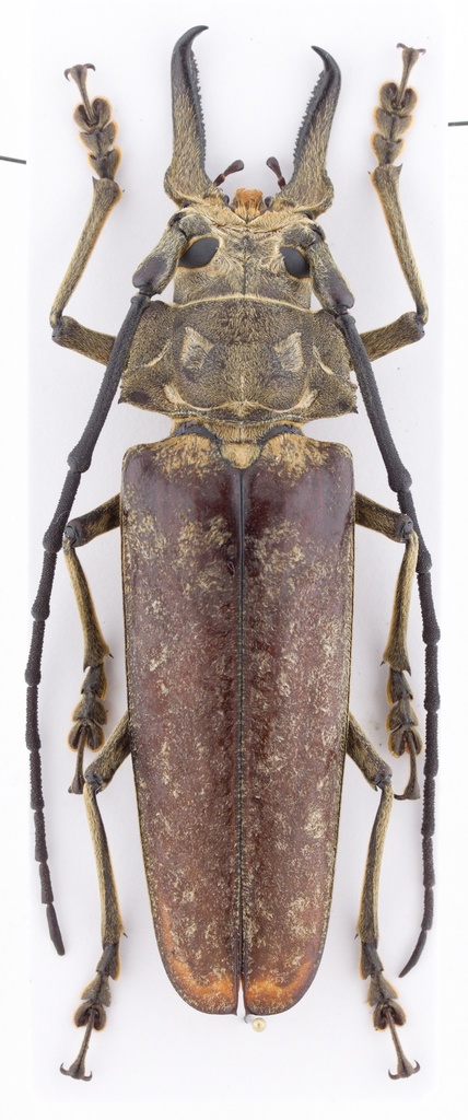 Callipogon sericeus