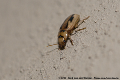 Bradybaenus opulentus