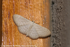 Scopula minorata