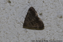 Acantholipes namacensis