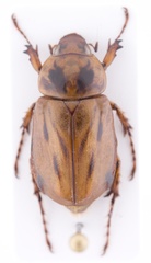 Cyclocephala notata