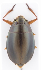 Dineutus longimanus longimanus