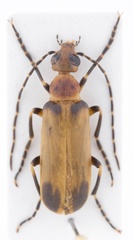 Pseudozonitis marginata