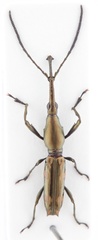 Belopherus militaris