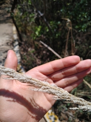 Muhlenbergia robusta