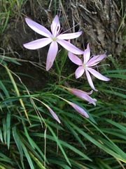 Hesperantha coccinea