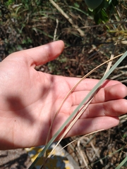 Muhlenbergia robusta