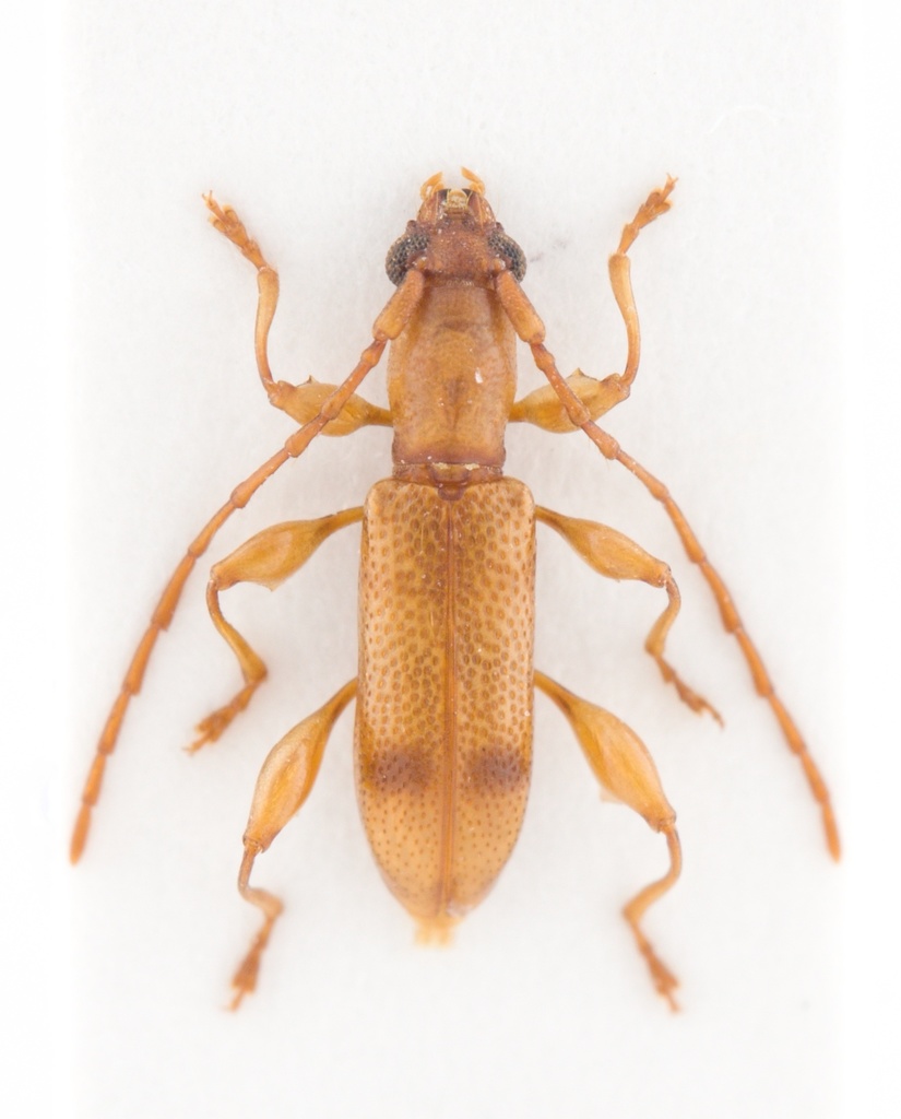 Plectromerus serratus