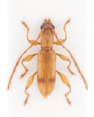 Plectromerus serratus