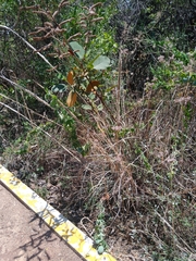 Muhlenbergia robusta