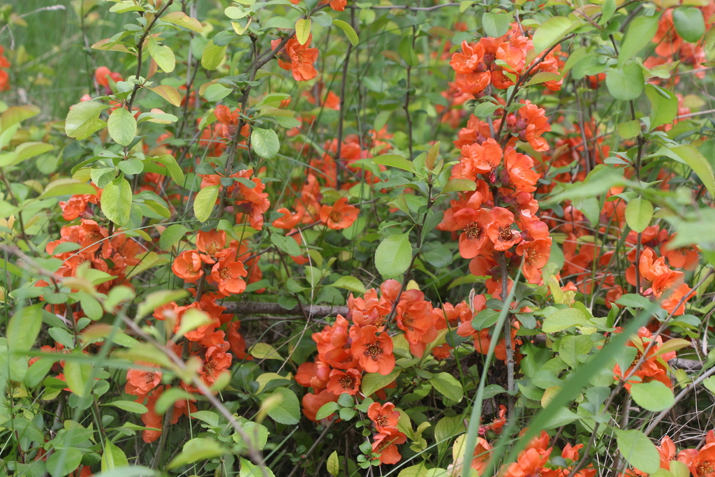 Chaenomeles japonica, Маньківський район, Черкаська область, Україна