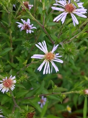 Symphyotrichum elliottii