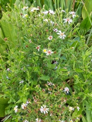 Symphyotrichum elliottii
