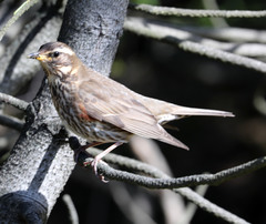 Turdus iliacus coburni