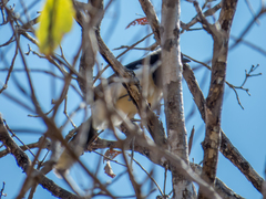 Cyanocorax cyanopogon