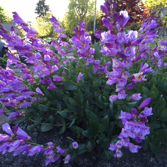 Penstemon barrettiae