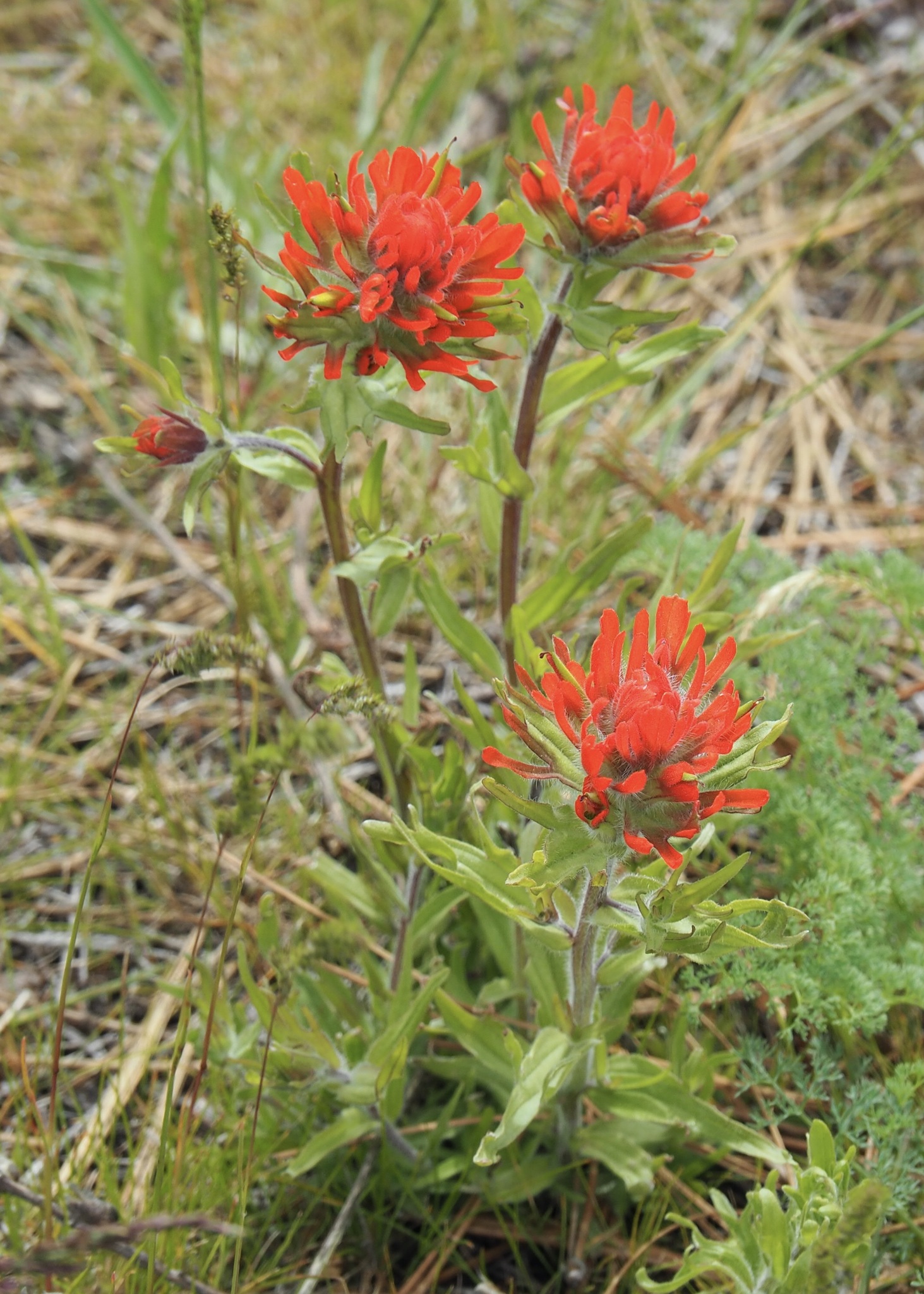 Castilleja hispida
