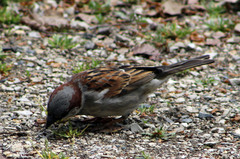 Passer domesticus