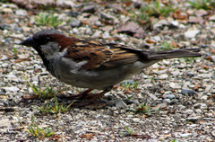 Passer domesticus