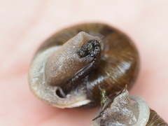 Allogona ptychophora