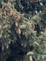 Picea