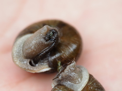 Allogona ptychophora