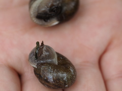 Allogona ptychophora