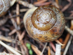 Allogona ptychophora