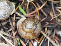 Allogona ptychophora