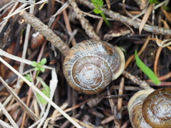 Allogona ptychophora