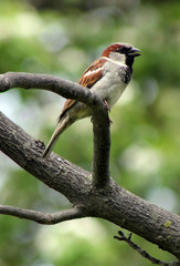 Passer domesticus