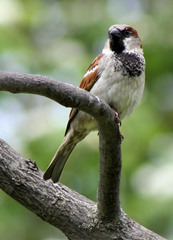 Passer domesticus