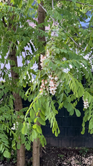 Robinia pseudoacacia