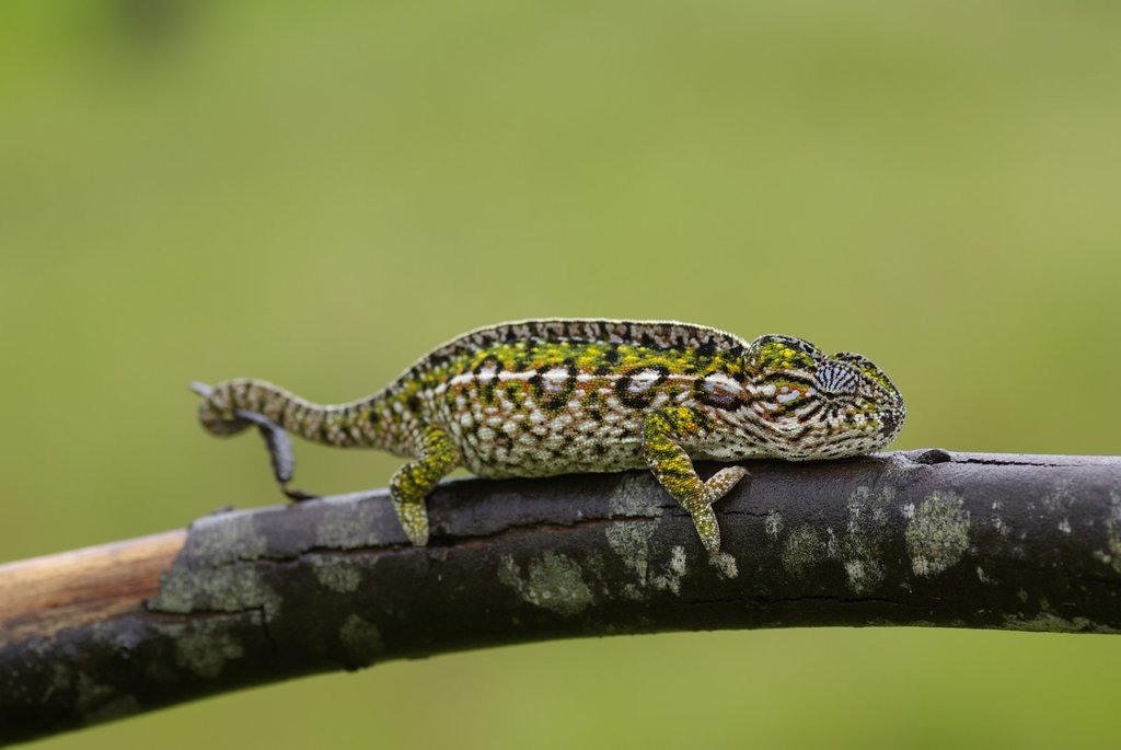 Carpet Chameleon