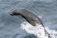 Arctocephalus gazella