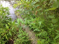 Carex echinodes