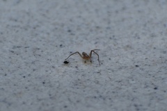 Araneae