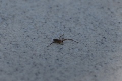Araneae