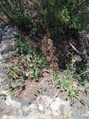 Sarcoglottis schaffneri