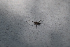 Araneae